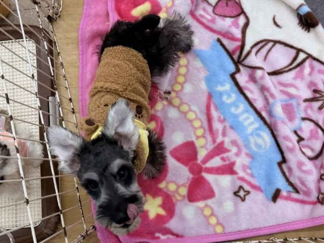 好き好きが止まらないあたち😘💗嬉しくて嬉しくて耳がペターン💓ミニチュアシュナウザーの女のコきました〜💫 ミニチュアシュナウザー