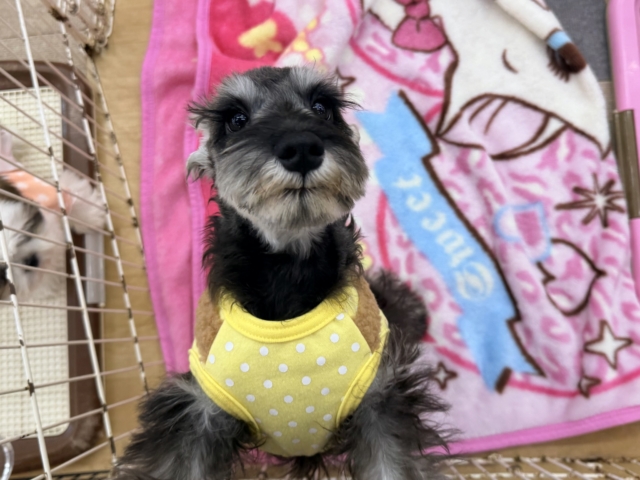 好き好きが止まらないあたち😘💗嬉しくて嬉しくて耳がペターン💓ミニチュアシュナウザーの女のコきました〜💫 ミニチュアシュナウザー