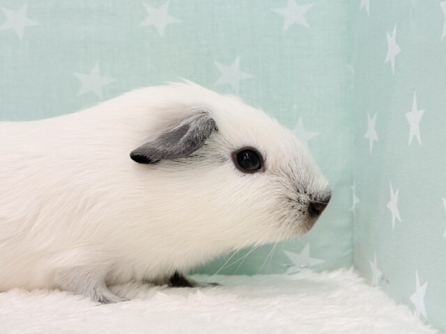 ロシアンスモークモルモット