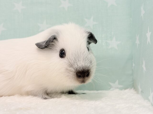 ロシアンスモークモルモット