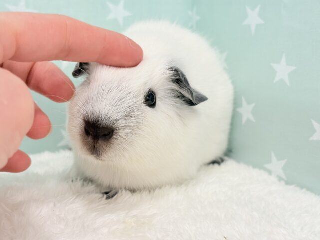 【最新画像更新🪄】美しい流線形🐹🌿甘えんぼモル🍼ロシアンスモークモルモット 男の子 ロシアンスモークモルモット