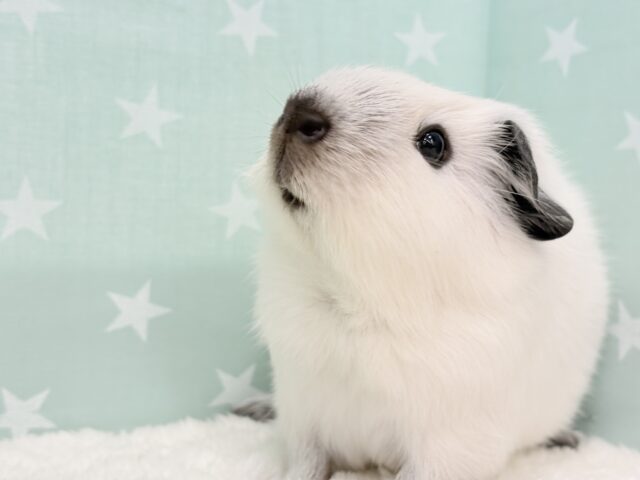 【最新画像更新🪄】美しい流線形🐹🌿甘えんぼモル🍼ロシアンスモークモルモット 男の子 ロシアンスモークモルモット