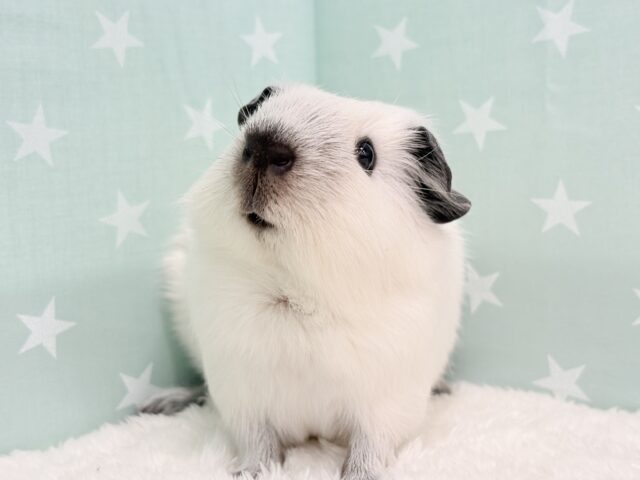 【最新画像更新🪄】美しい流線形🐹🌿甘えんぼモル🍼ロシアンスモークモルモット 男の子 ロシアンスモークモルモット