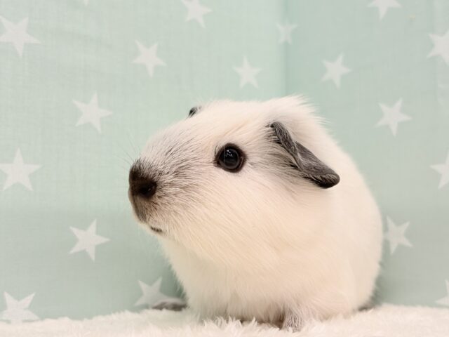 ロシアンスモークモルモット