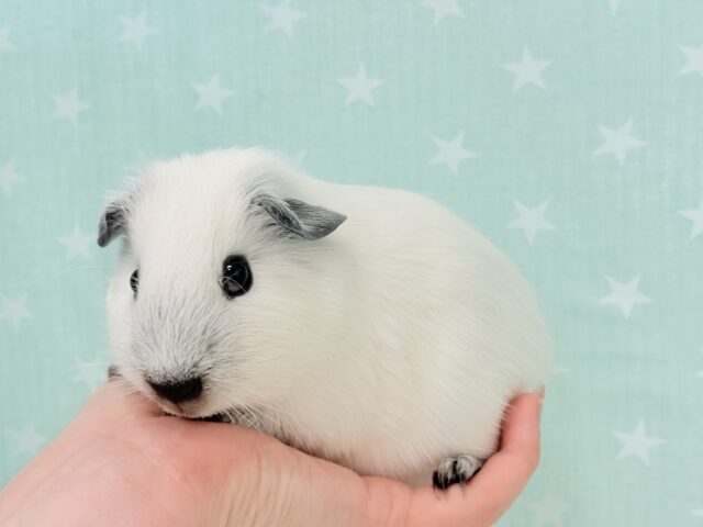 【最新画像更新🪄】美しい流線形🐹🌿甘えんぼモル🍼ロシアンスモークモルモット 男の子 ロシアンスモークモルモット