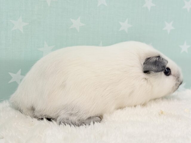 ロシアンスモークモルモット