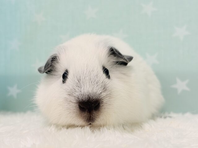 【最新画像更新🪄】美しい流線形🐹🌿甘えんぼモル🍼ロシアンスモークモルモット 男の子 ロシアンスモークモルモット