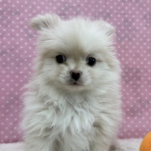 ふわふわ天使ちゃん💗ポメラニアンとチワワのハーフ犬の女のコきました✨