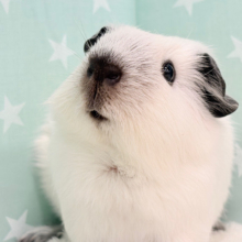 【最新画像更新🪄】美しい流線形🐹🌿甘えんぼモル🍼ロシアンスモークモルモット 男の子