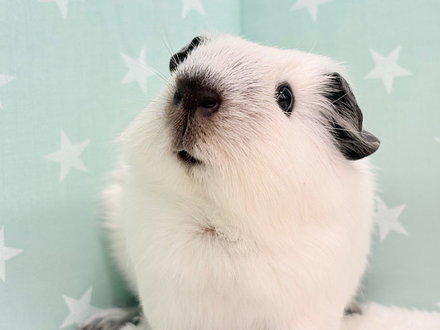 【最新画像更新🪄】美しい流線形🐹🌿甘えんぼモル🍼ロシアンスモークモルモット 男の子 【最新画像更新🪄】美しい流線形🐹🌿甘えんぼモル🍼ロシアンスモークモルモット 男の子