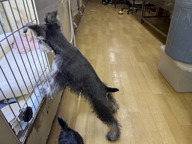 好き好きが止まらないあたち😘💗嬉しくて嬉しくて耳がペターン💓ミニチュアシュナウザーの女のコきました〜💫 ミニチュアシュナウザー