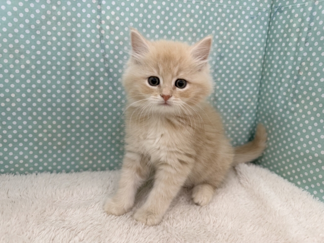控えめな甘々男子❣️❣️あなたの甘え方にイチコロ〜スコティッシュフォールドの男のコきました🌟 スコティッシュフォールド