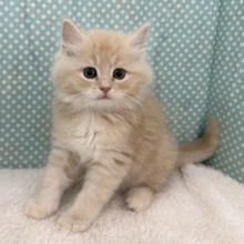 控えめな甘々男子❣️❣️あなたの甘え方にイチコロ〜スコティッシュフォールドの男のコきました🌟