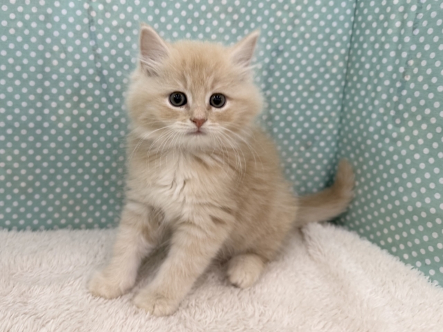 控えめな甘々男子❣️❣️あなたの甘え方にイチコロ〜スコティッシュフォールドの男のコきました🌟 スコティッシュフォールド