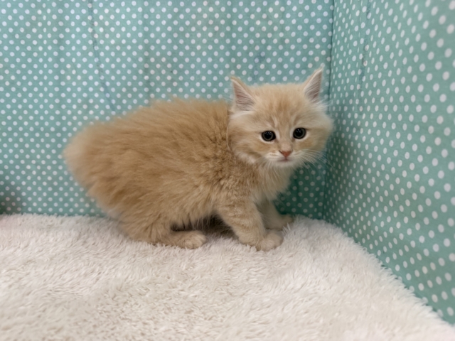 スコティッシュフォールド