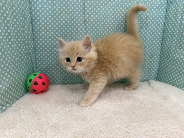 スコティッシュフォールド