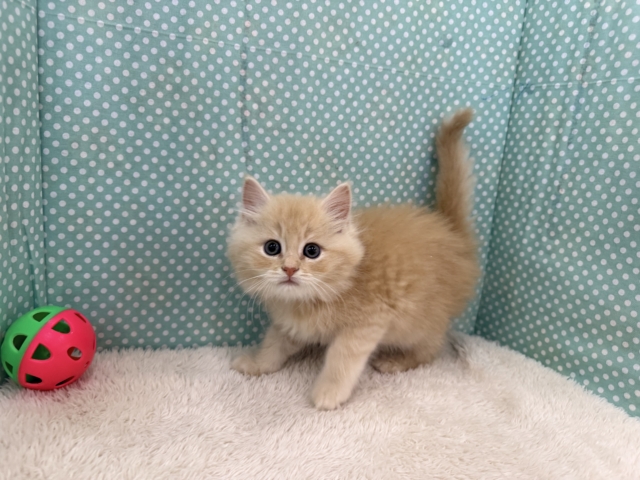 スコティッシュフォールド