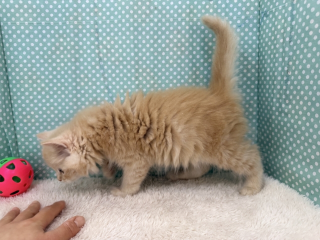控えめな甘々男子❣️❣️あなたの甘え方にイチコロ〜スコティッシュフォールドの男のコきました🌟 スコティッシュフォールド