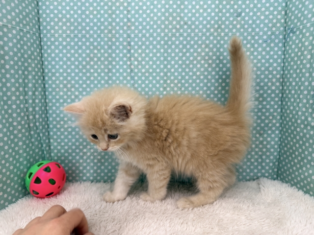 控えめな甘々男子❣️❣️あなたの甘え方にイチコロ〜スコティッシュフォールドの男のコきました🌟 スコティッシュフォールド