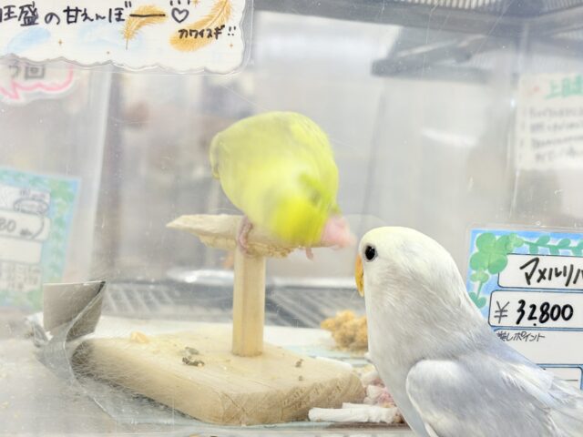 コザクラインコ（小桜インコ）