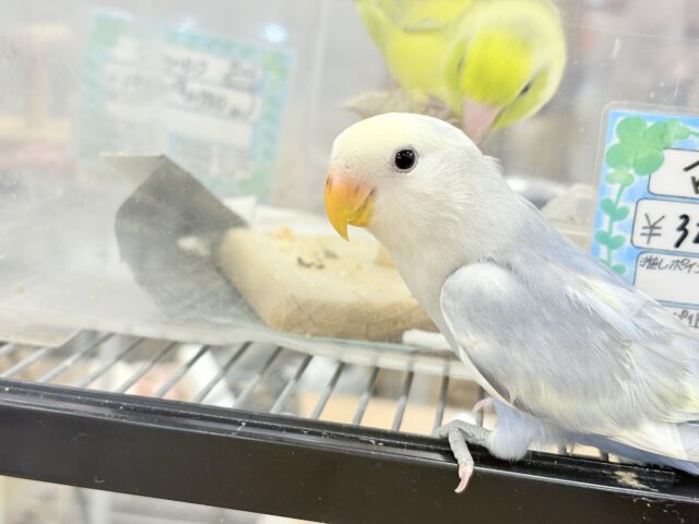 コザクラインコ（小桜インコ）