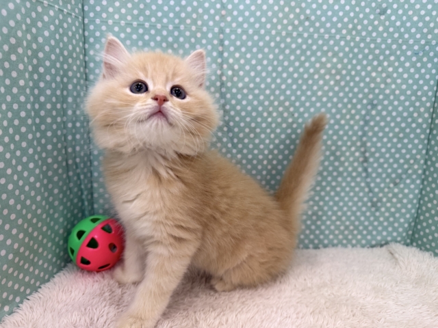 スコティッシュフォールド