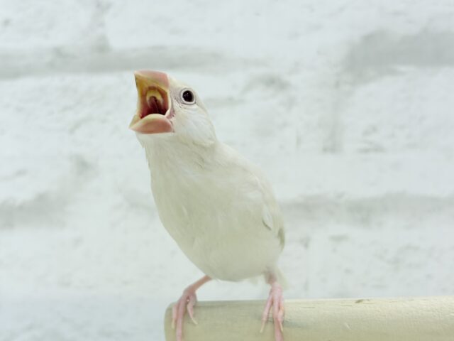 シルバーイノ文鳥