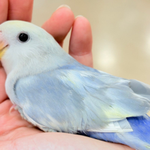 【最新画像更新🪄ひとり餌になりました‪☆】美♡成長が楽しみ♬*°コザクラインコ(バイオレットオパーリンパイド) ヒナ