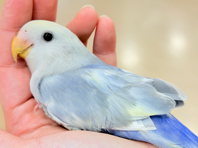 【最新画像更新🪄ひとり餌になりました‪☆】美♡成長が楽しみ♬*°コザクラインコ(バイオレットオパーリンパイド) ヒナ