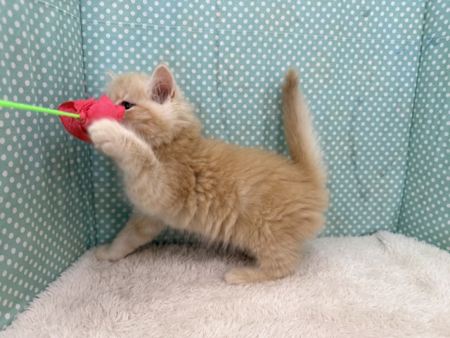 スコティッシュフォールド