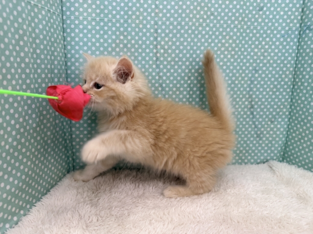 控えめな甘々男子❣️❣️あなたの甘え方にイチコロ〜スコティッシュフォールドの男のコきました🌟 スコティッシュフォールド