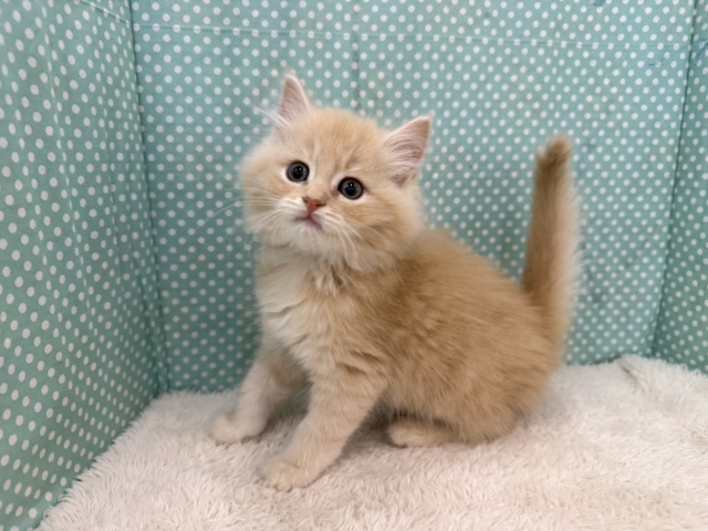 スコティッシュフォールド