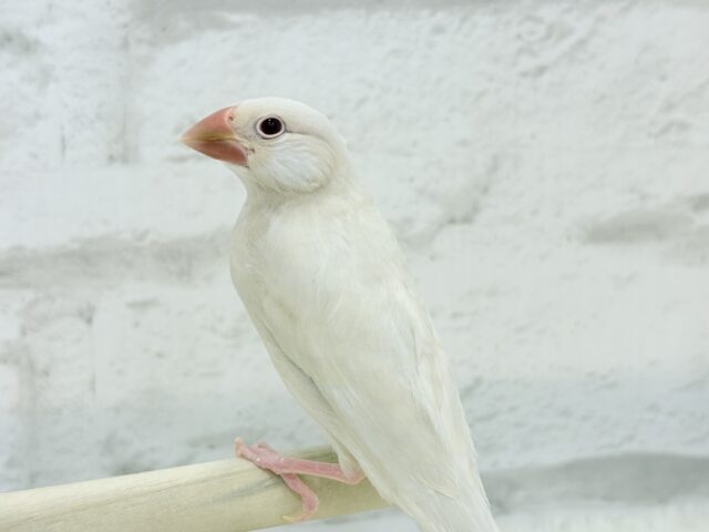 シルバーイノ文鳥