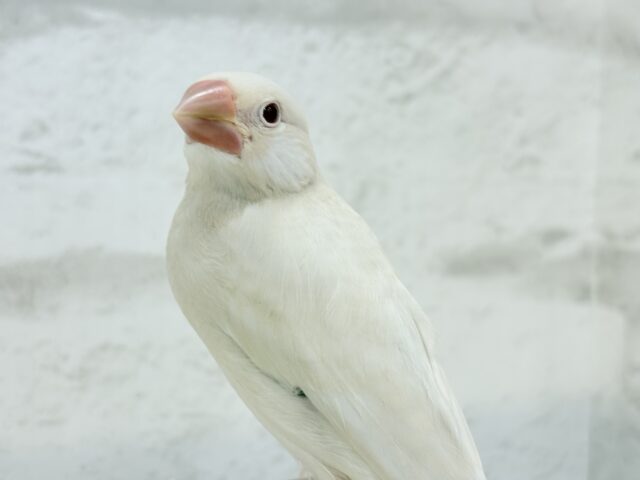 シルバーイノ文鳥