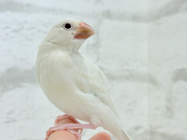 シルバーイノ文鳥