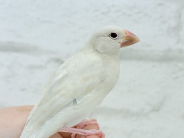 シルバーイノ文鳥