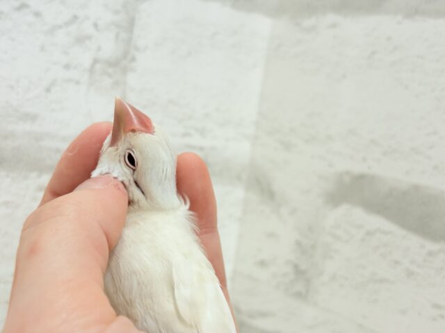 シルバーイノ文鳥