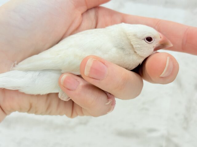 シルバーイノ文鳥