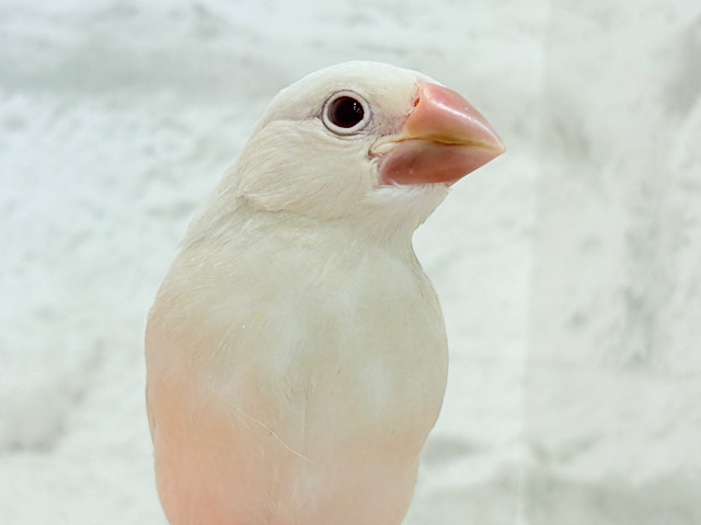 【動画更新🪄】ねぇねぇ、あなたはどんなカラーになるの？☺️文鳥 ヒナ
