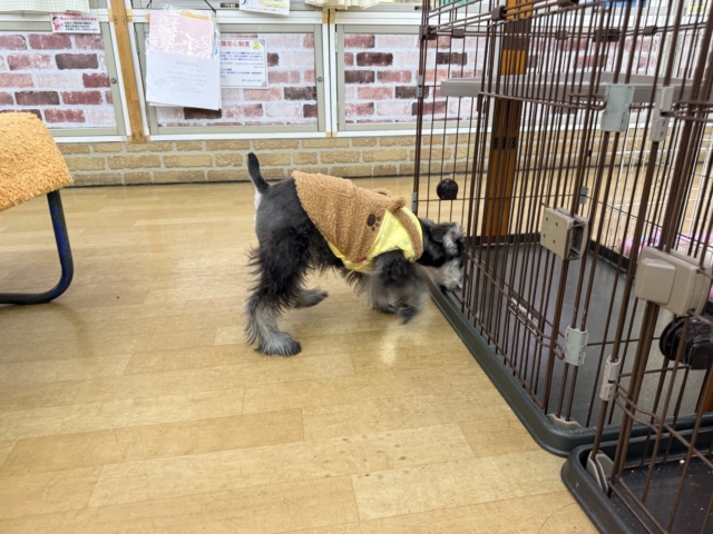 好き好きが止まらないあたち😘💗嬉しくて嬉しくて耳がペターン💓ミニチュアシュナウザーの女のコきました〜💫 ミニチュアシュナウザー