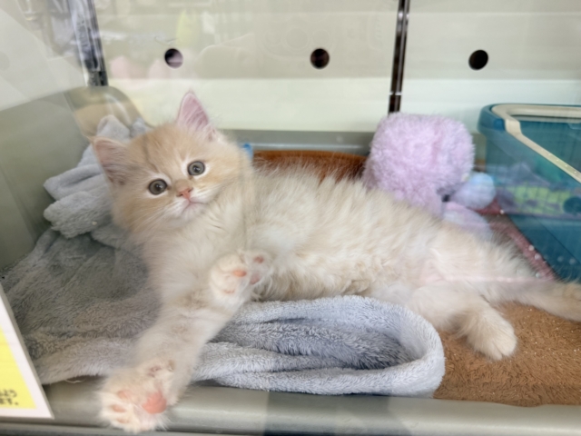 控えめな甘々男子❣️❣️あなたの甘え方にイチコロ〜スコティッシュフォールドの男のコきました🌟 スコティッシュフォールド