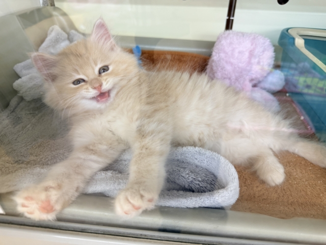 スコティッシュフォールド