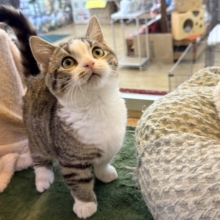 ちょっとビビリ君🐾イケメン本当は甘えん坊なマンチカンの男のコきました💫💗