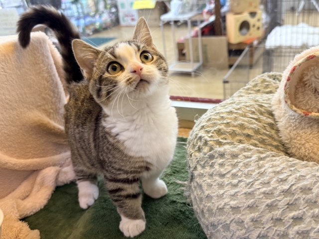 ちょっとビビリ君🐾イケメン本当は甘えん坊なマンチカンの男のコきました💫💗