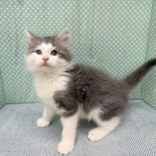 大型猫💫ふみふみとまらないよぉ💗ノルウェージャンの男のコきました✨