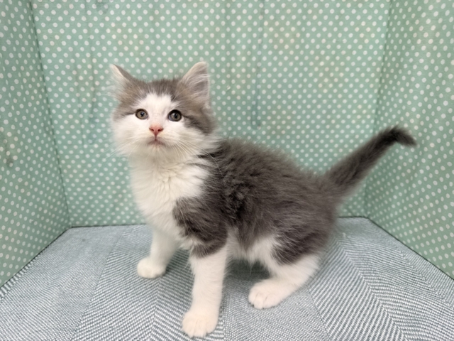 大型猫💫ふみふみとまらないよぉ💗ノルウェージャンの男のコきました✨