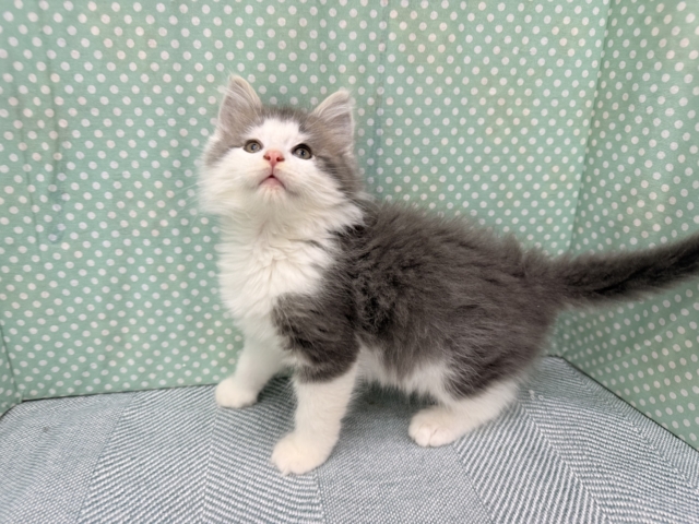 ノルウェージャンフォレストキャット