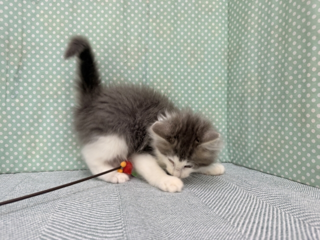 ノルウェージャンフォレストキャット