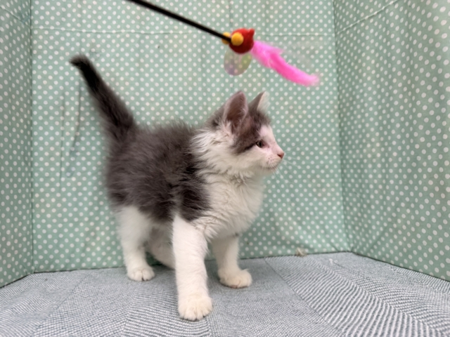 ノルウェージャンフォレストキャット