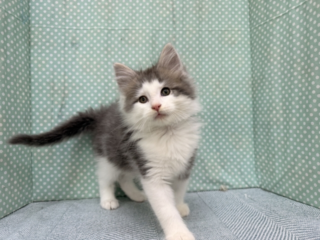 ノルウェージャンフォレストキャット